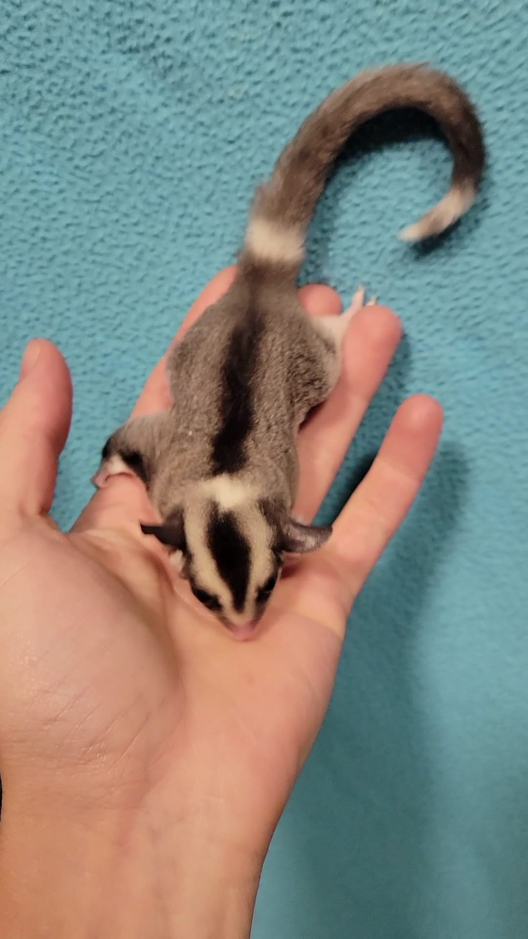 Tiramisu - Adult Female (Available)