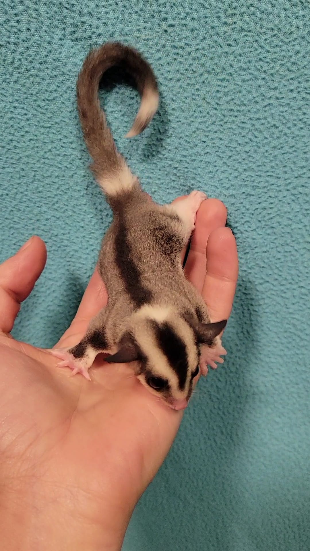 Tiramisu - Adult Female (Available)