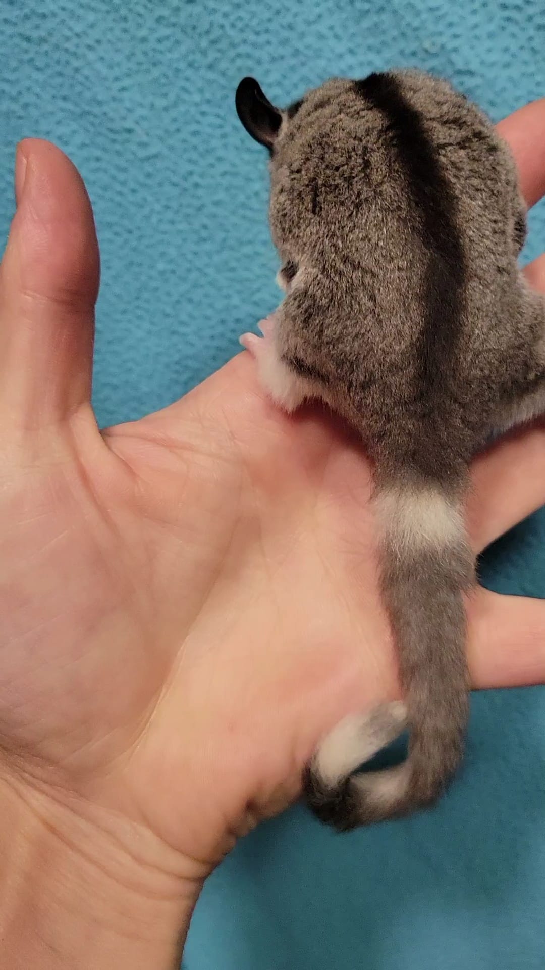 Tiramisu - Adult Female (Available)