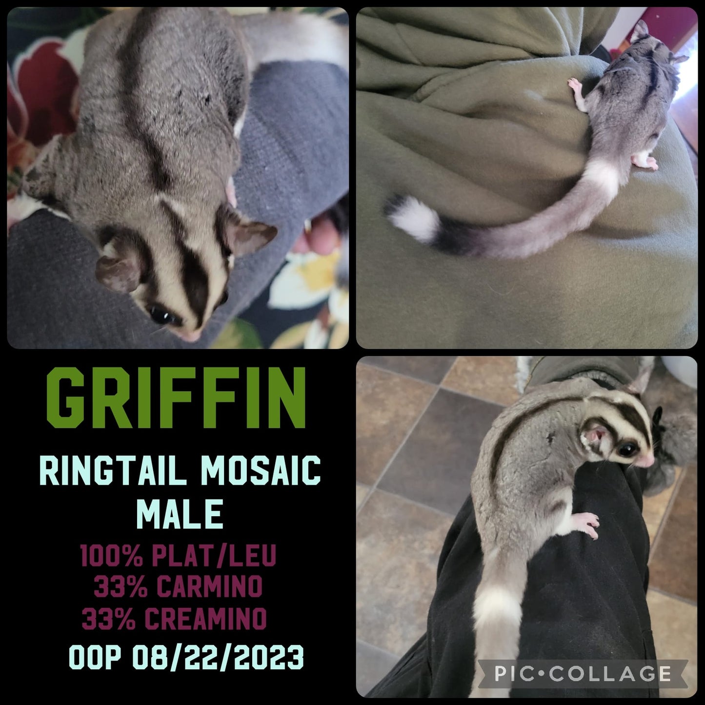 Griffin - Adult (Available)