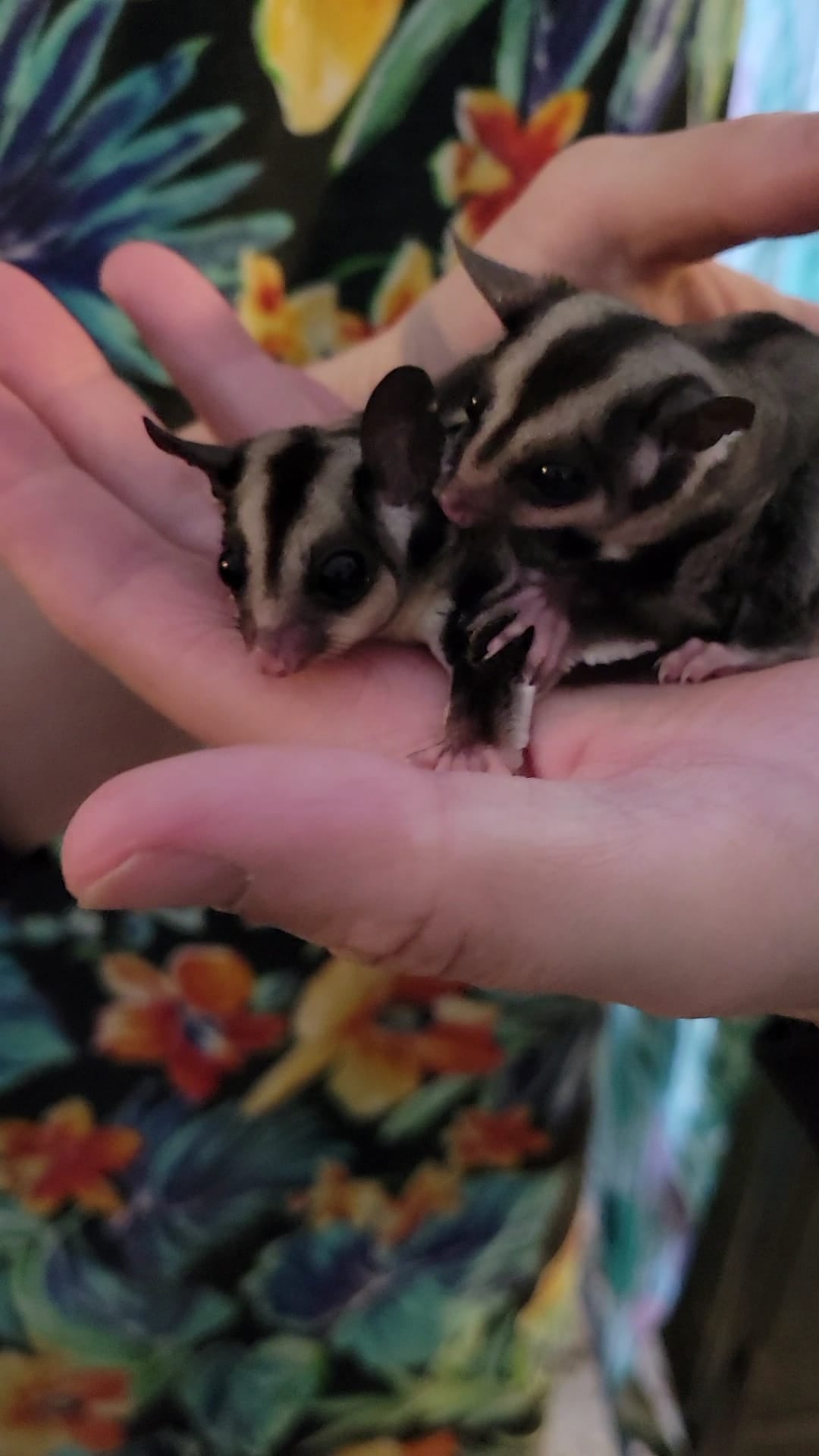 Halo - Adult (Available)