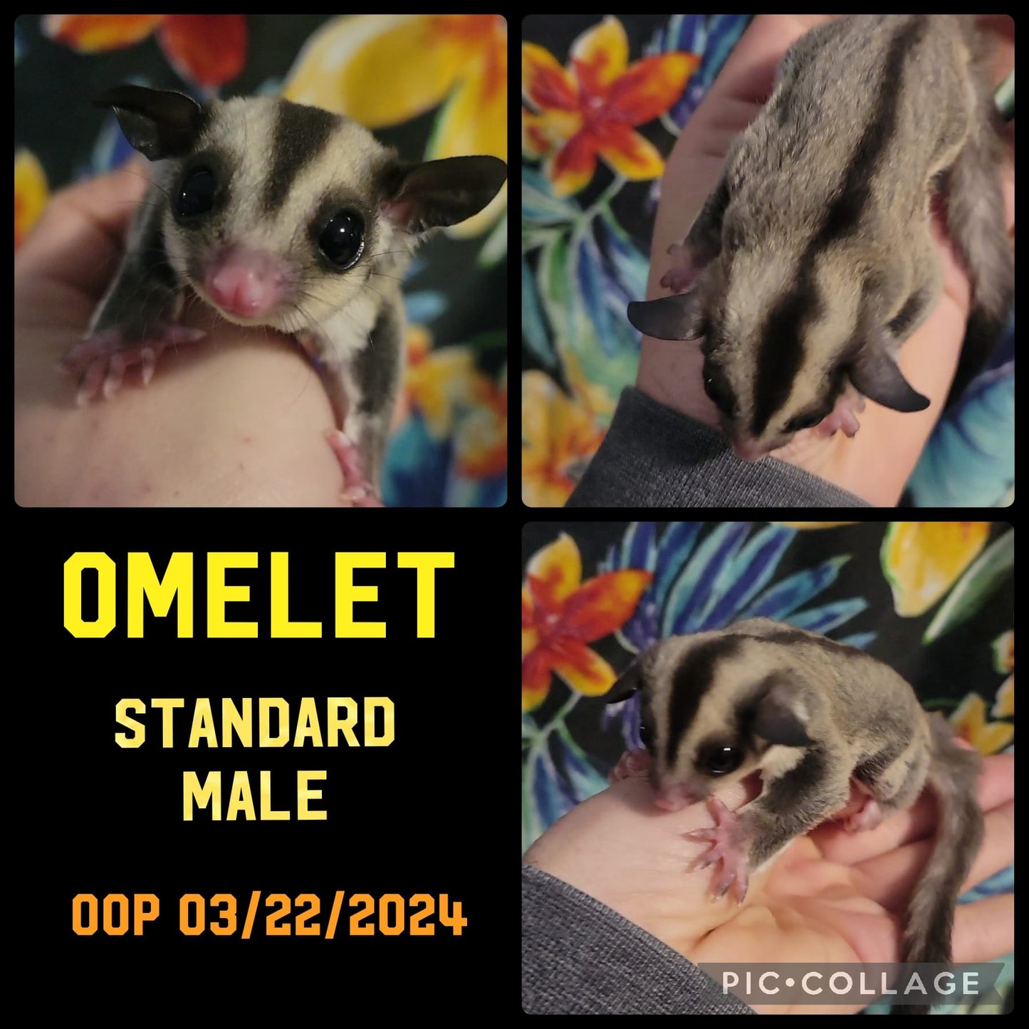 Omelet - Adult (Available)