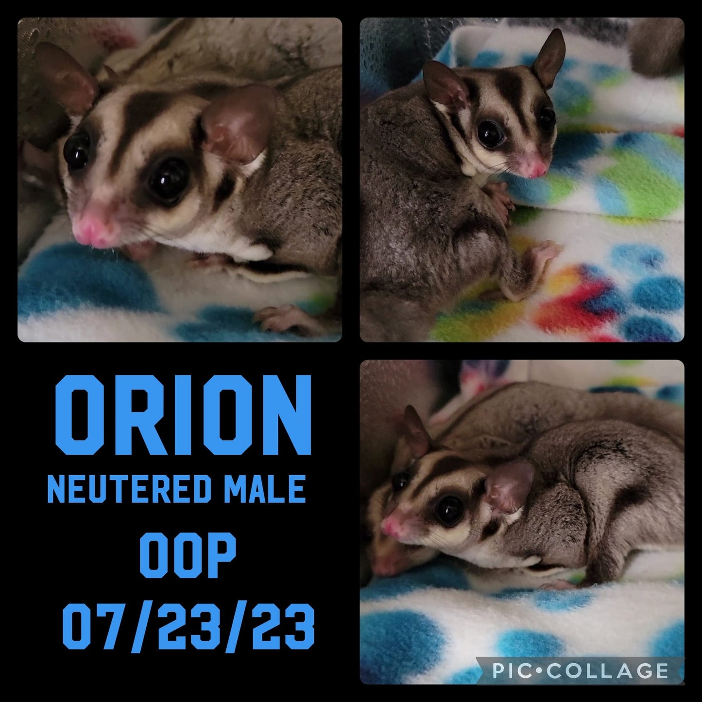 Orion - Adult Male (Available)