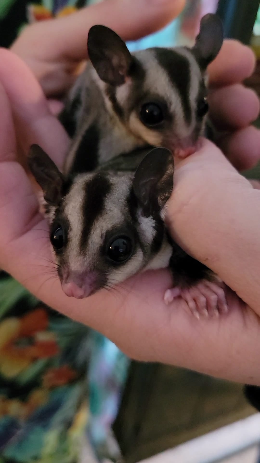 Rocket - Adult Female (Available)