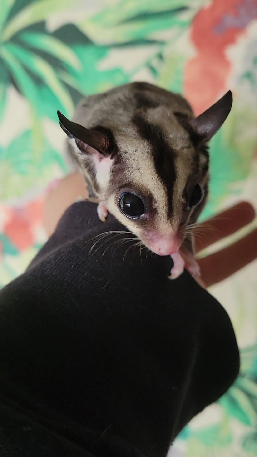 Token - Adult Male (Available)