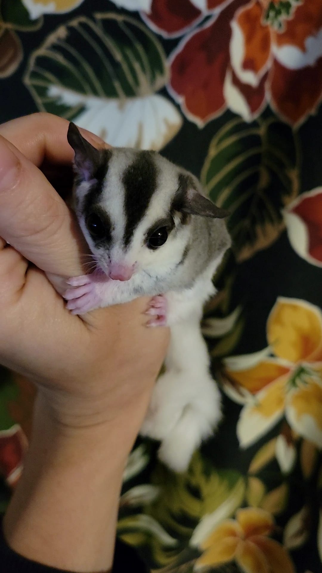 Barb - Adult Female (Available)