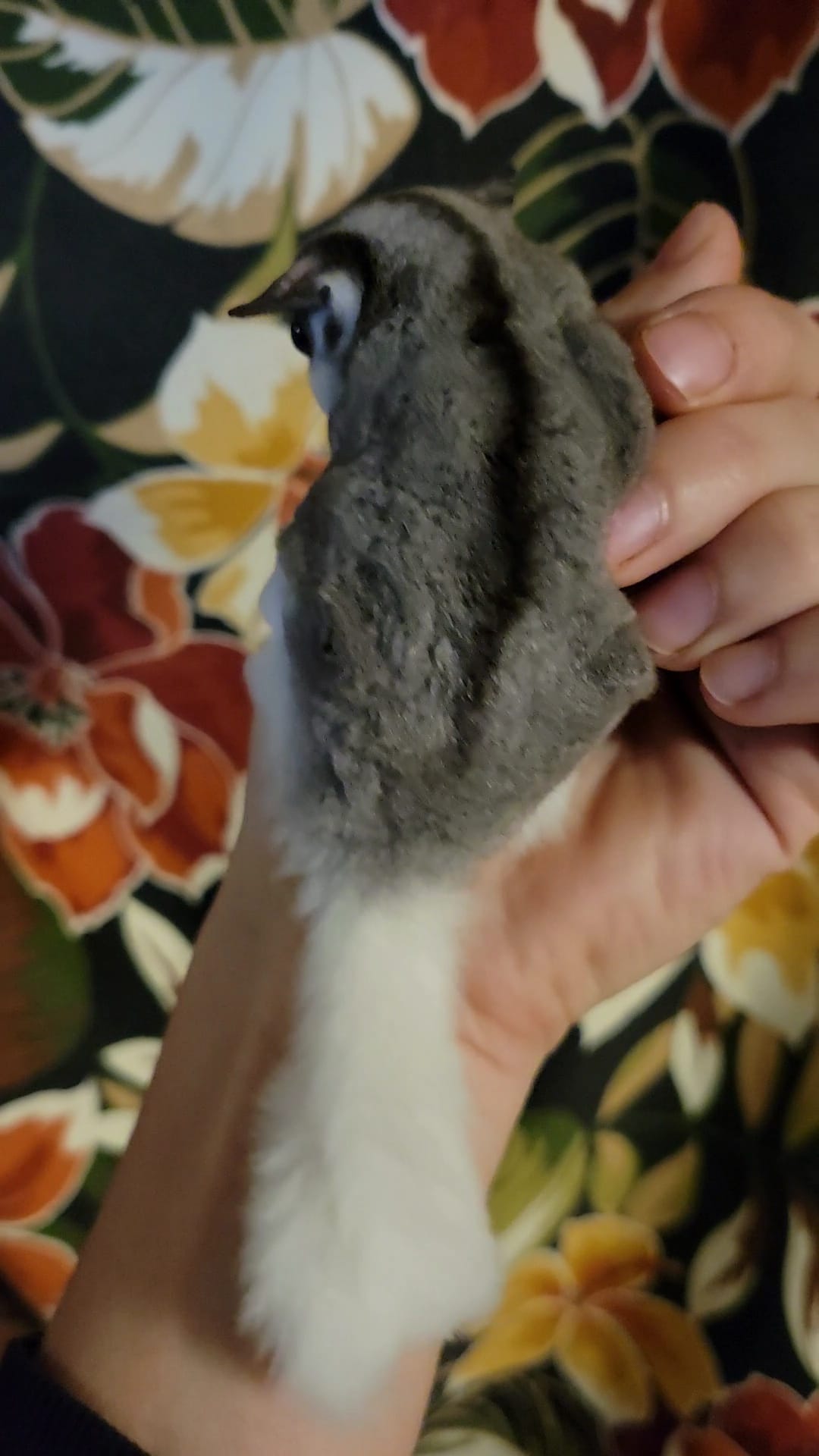 Barb - Adult Female (Available)