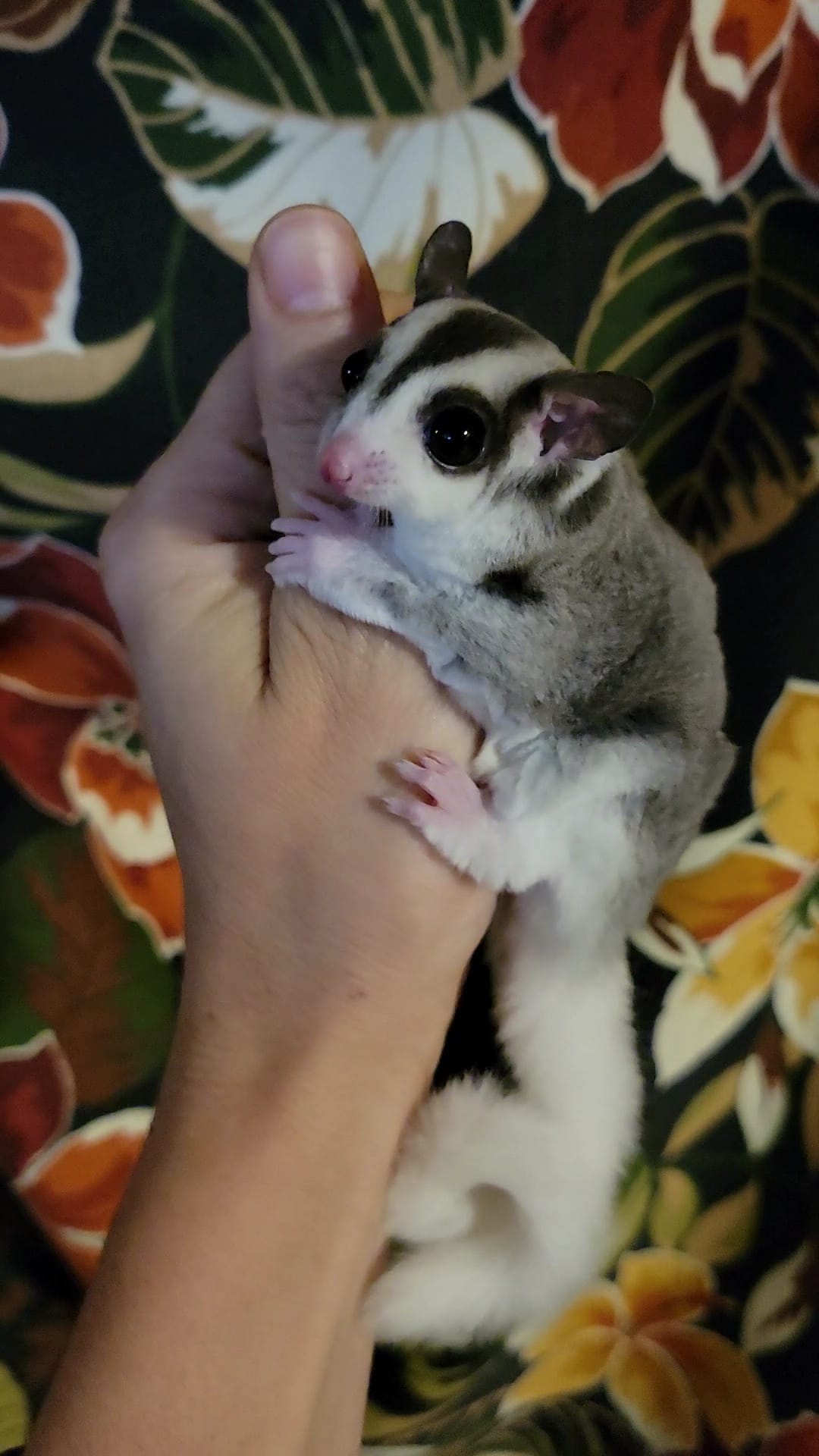 Barb - Adult Female (Available)