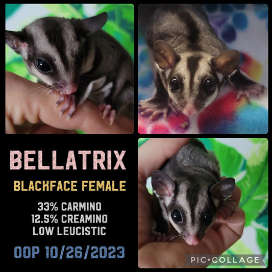 Bellatrix - Joey (Available)