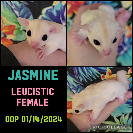 Jasmine - Joey (Available)