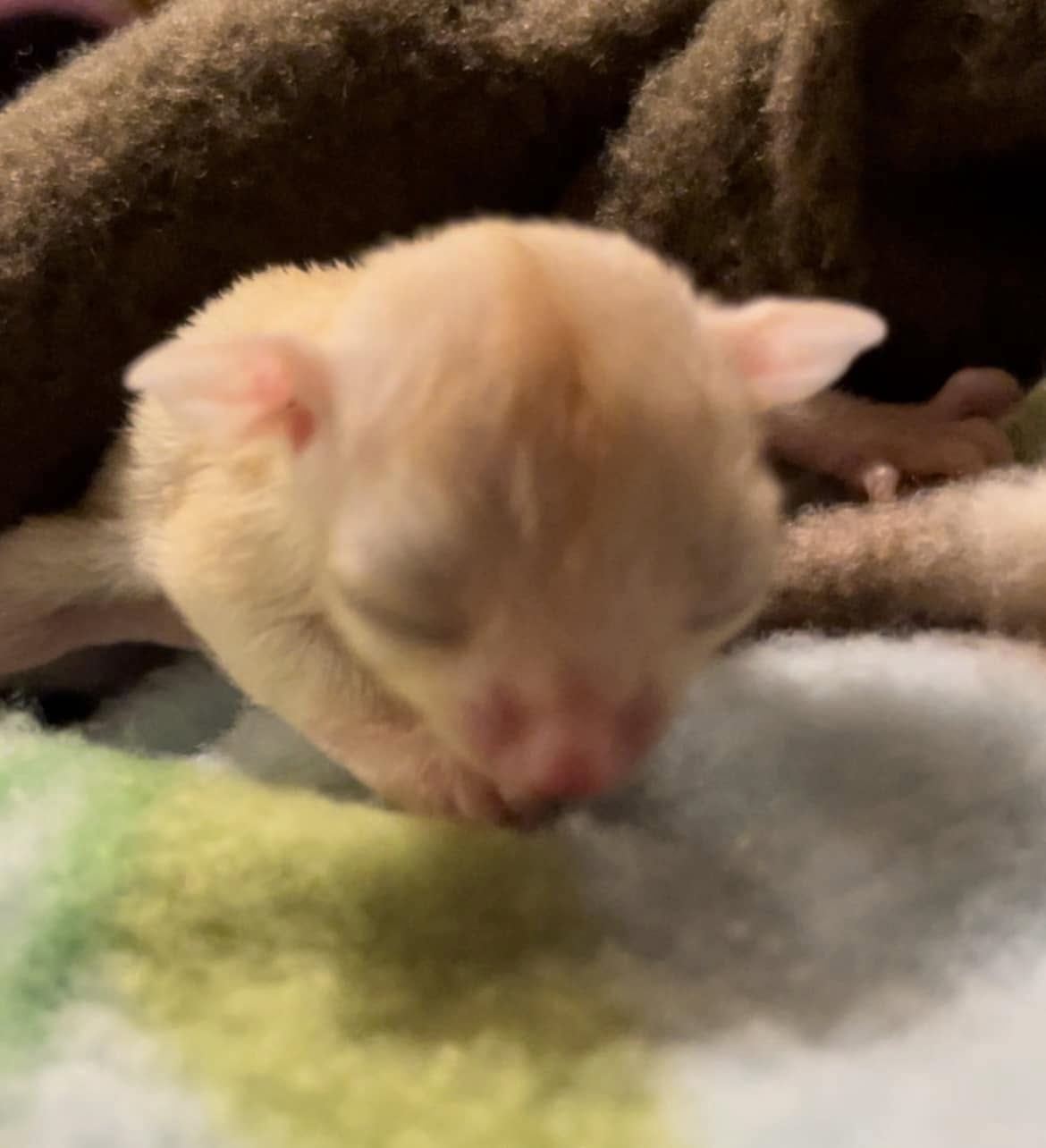 Jack - Adult Male (Available)