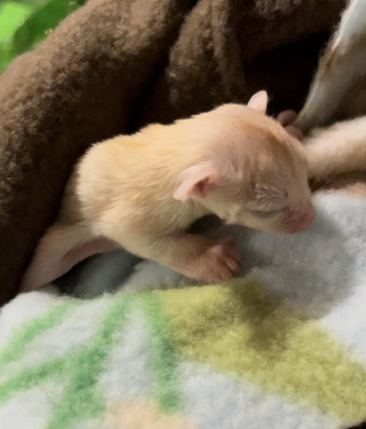 Jack - Adult Male (Available)