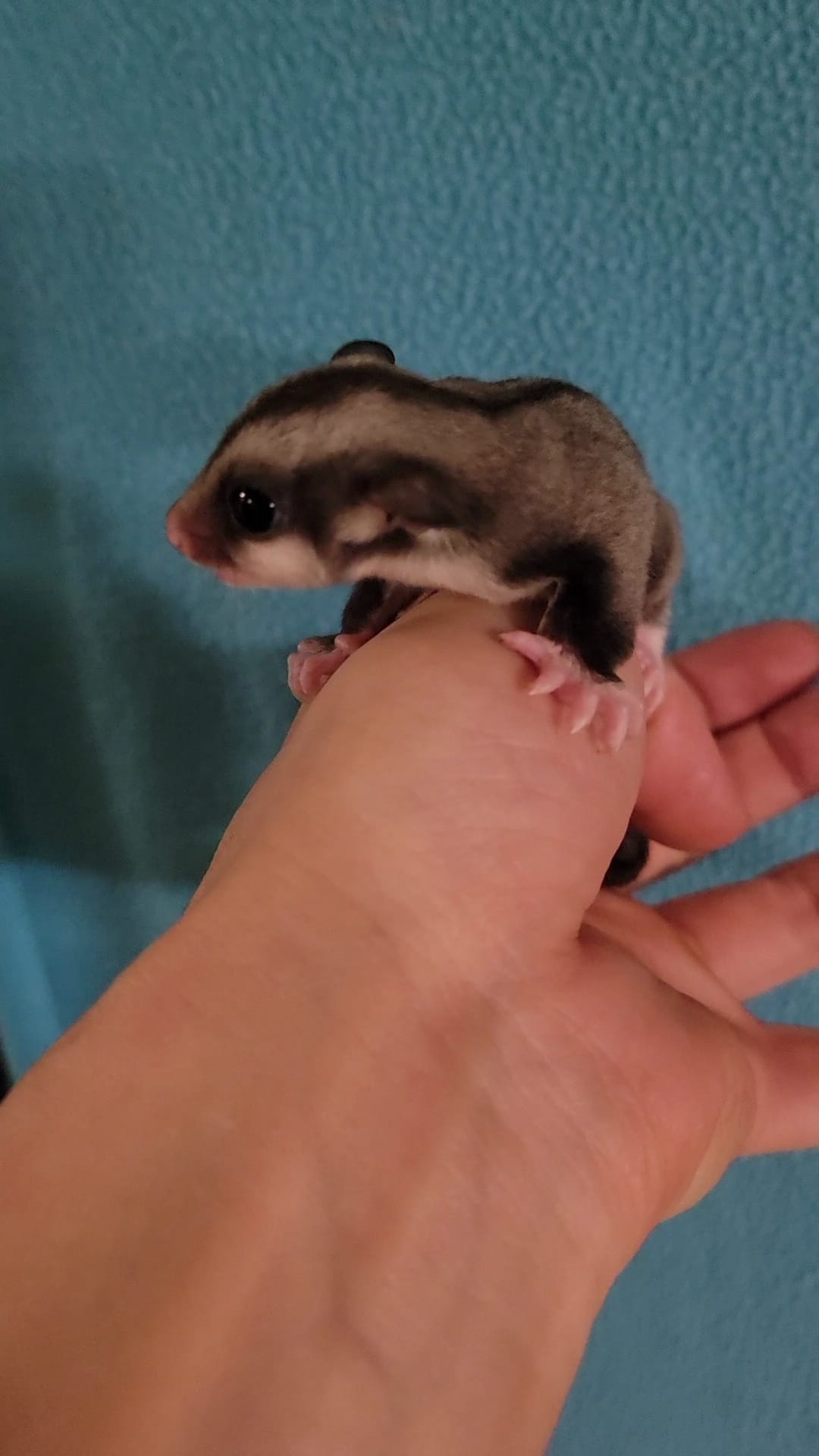 Acai - Adult Male (Available)