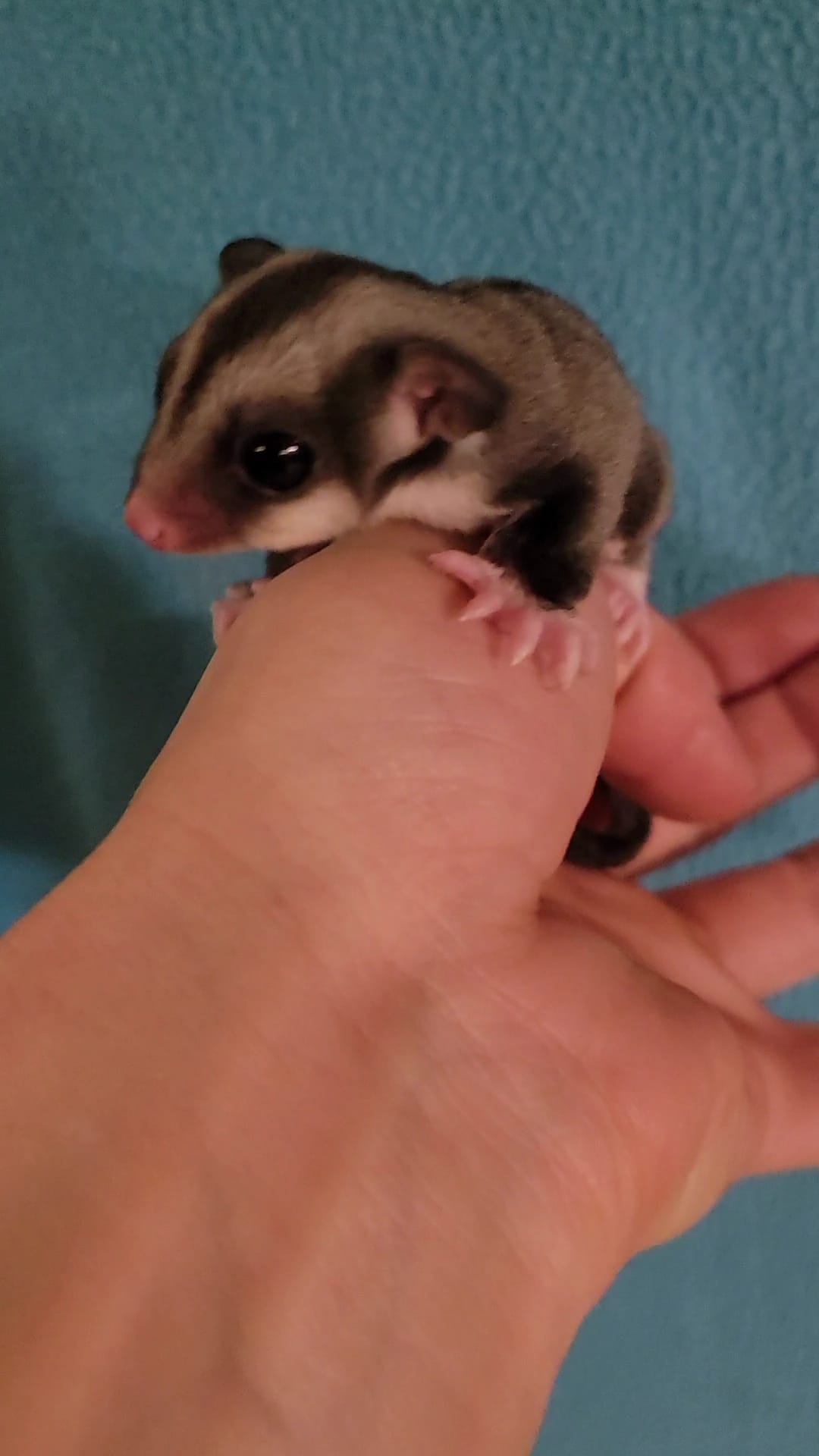 Acai - Adult Male (Available)