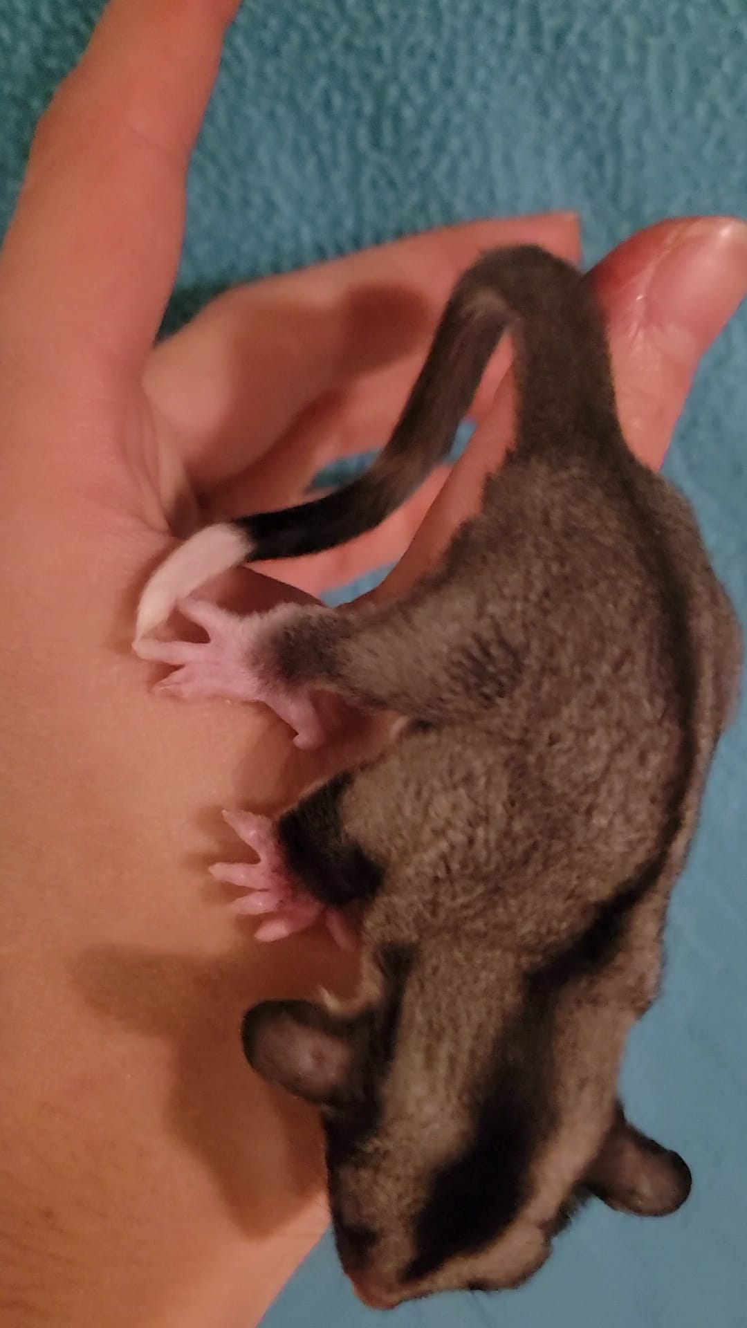 Acai - Adult Male (Available)