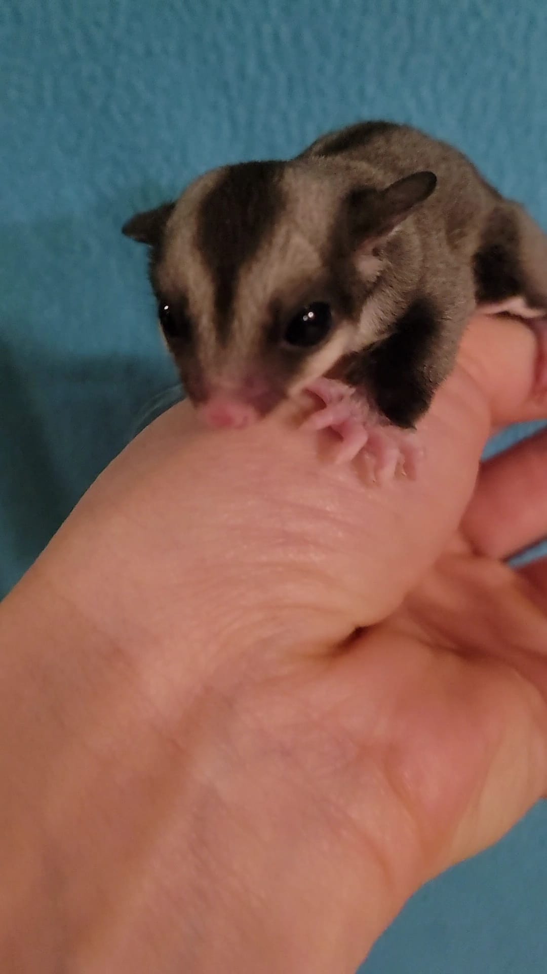 Acai - Adult Male (Available)