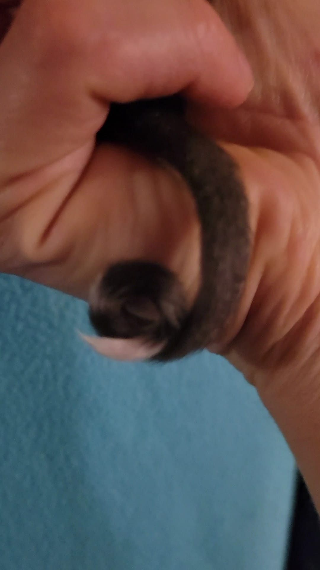 Acai - Adult Male (Available)
