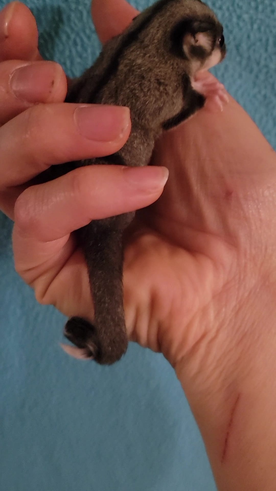 Acai - Adult Male (Available)
