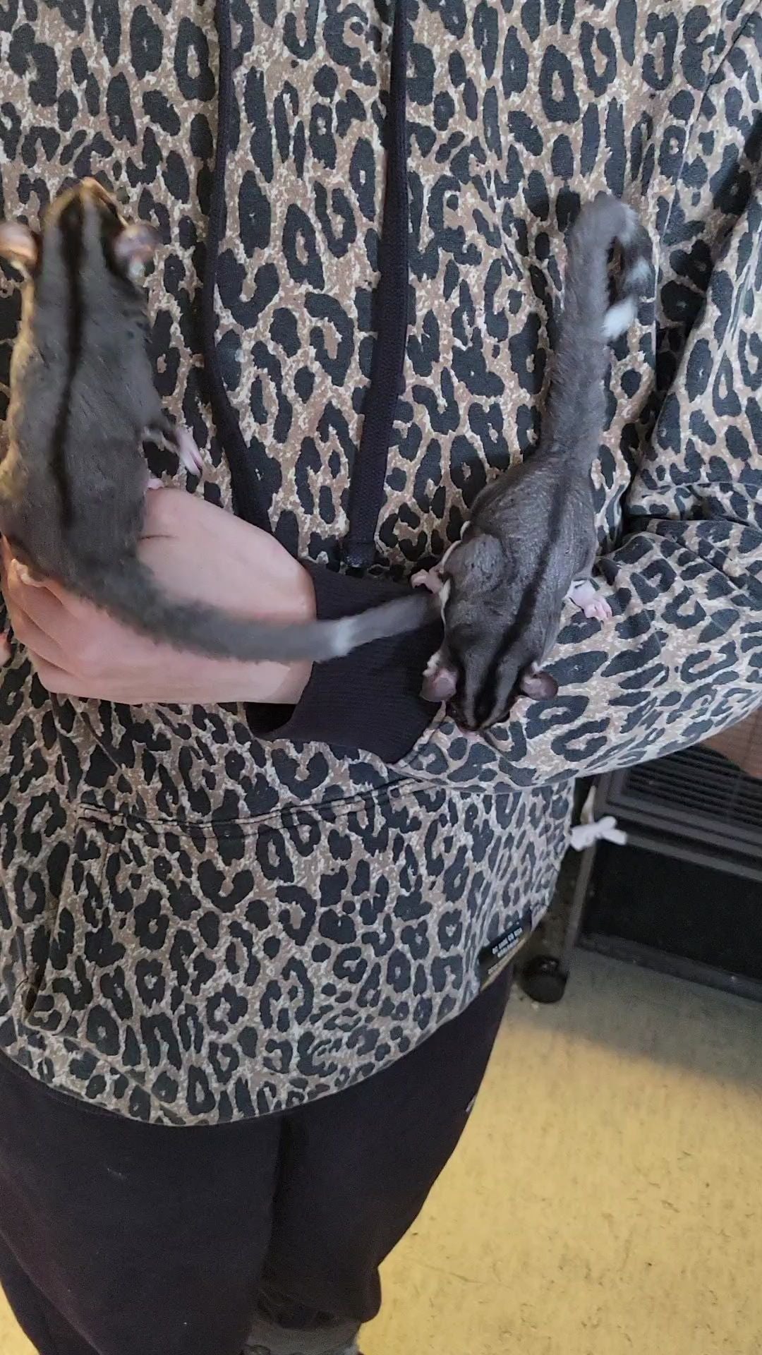 Acai - Adult Male (Available)