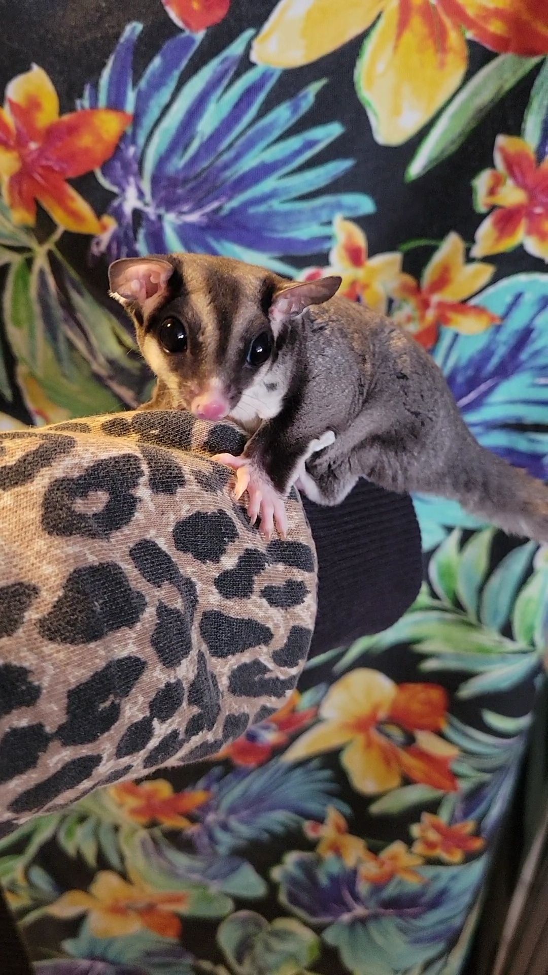 Acai - Adult Male (Available)