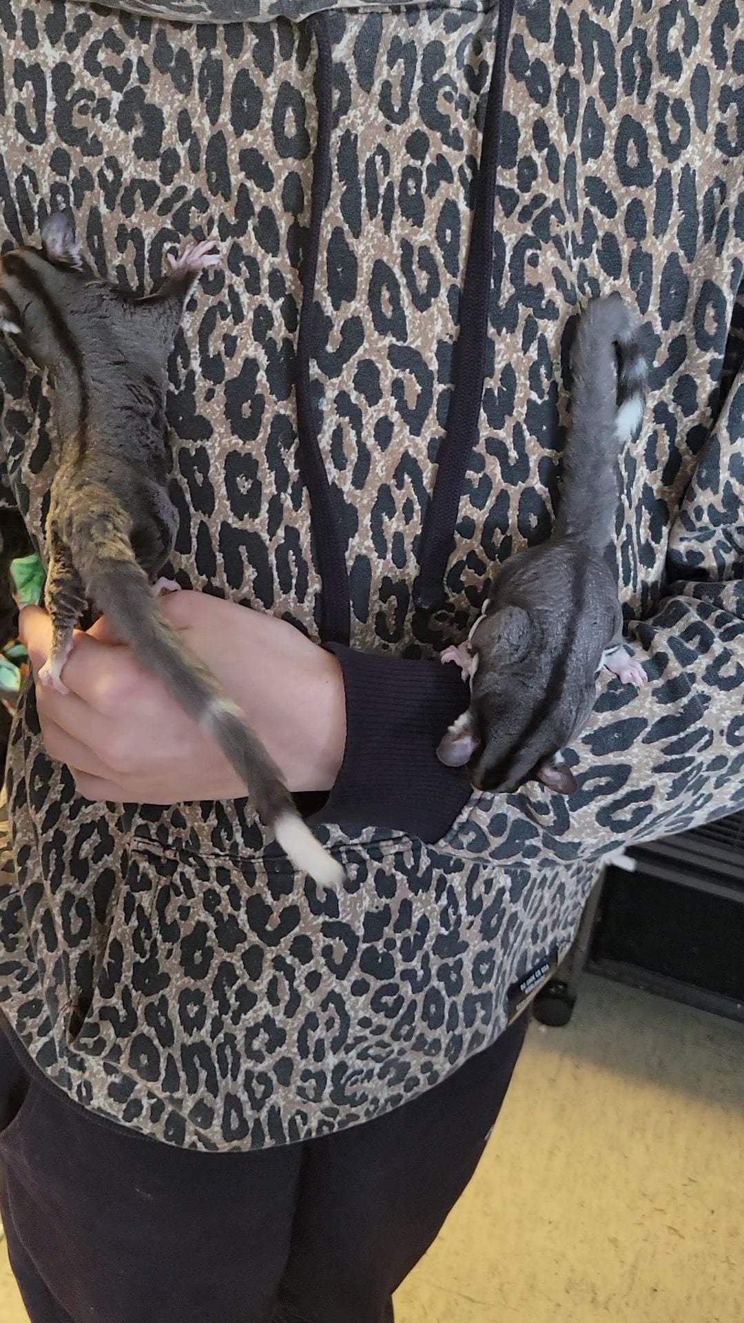 Acai - Adult Male (Available)