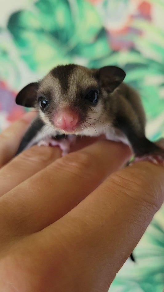 Andromeda - Adult Female (Available)