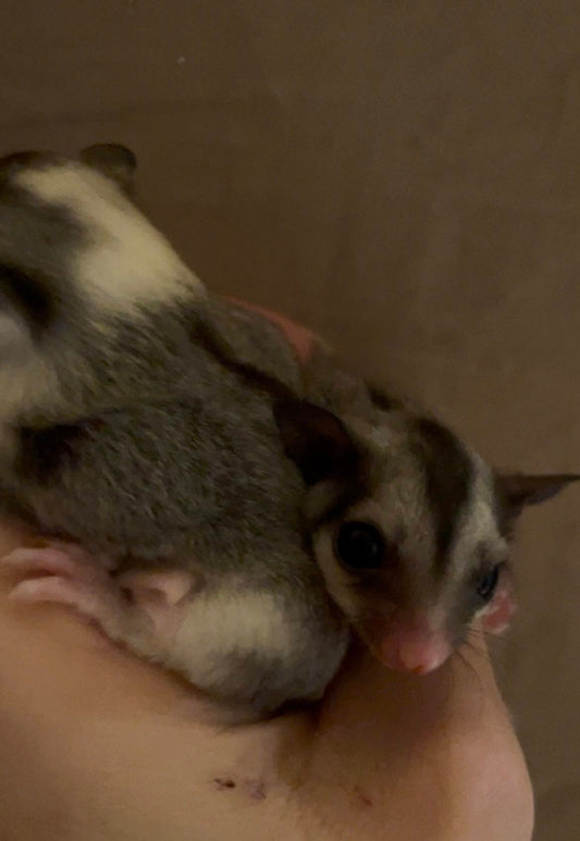 Apple - Adult Female (Available)