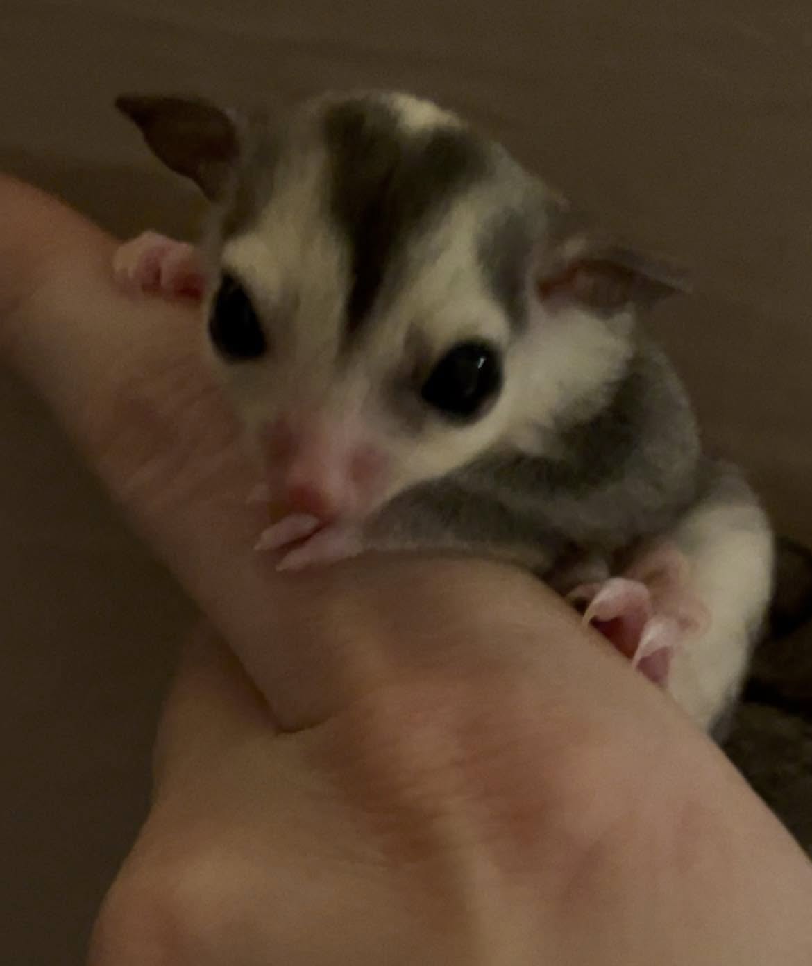 Apple - Adult Female (Available)