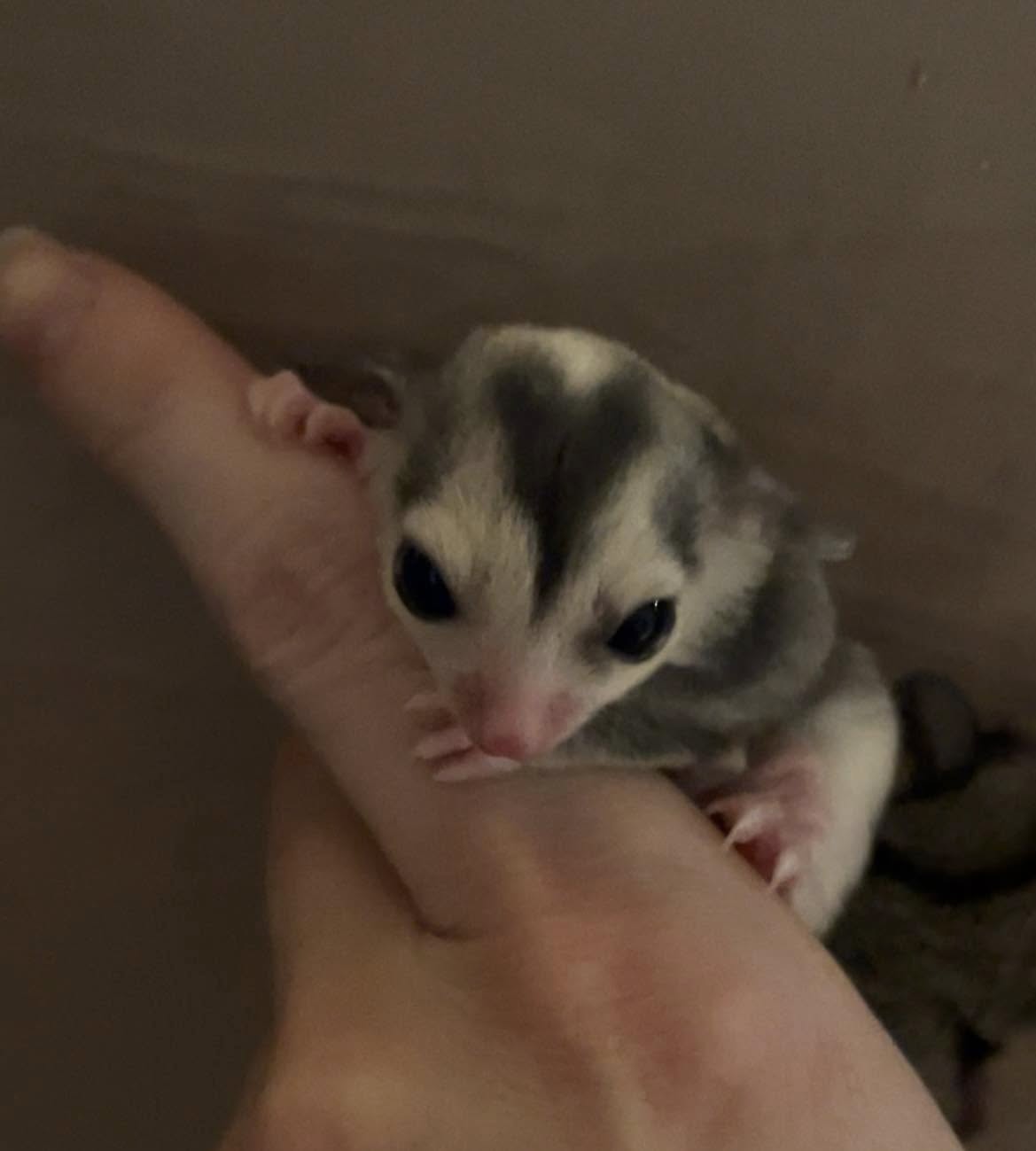 Apple - Adult Female (Available)