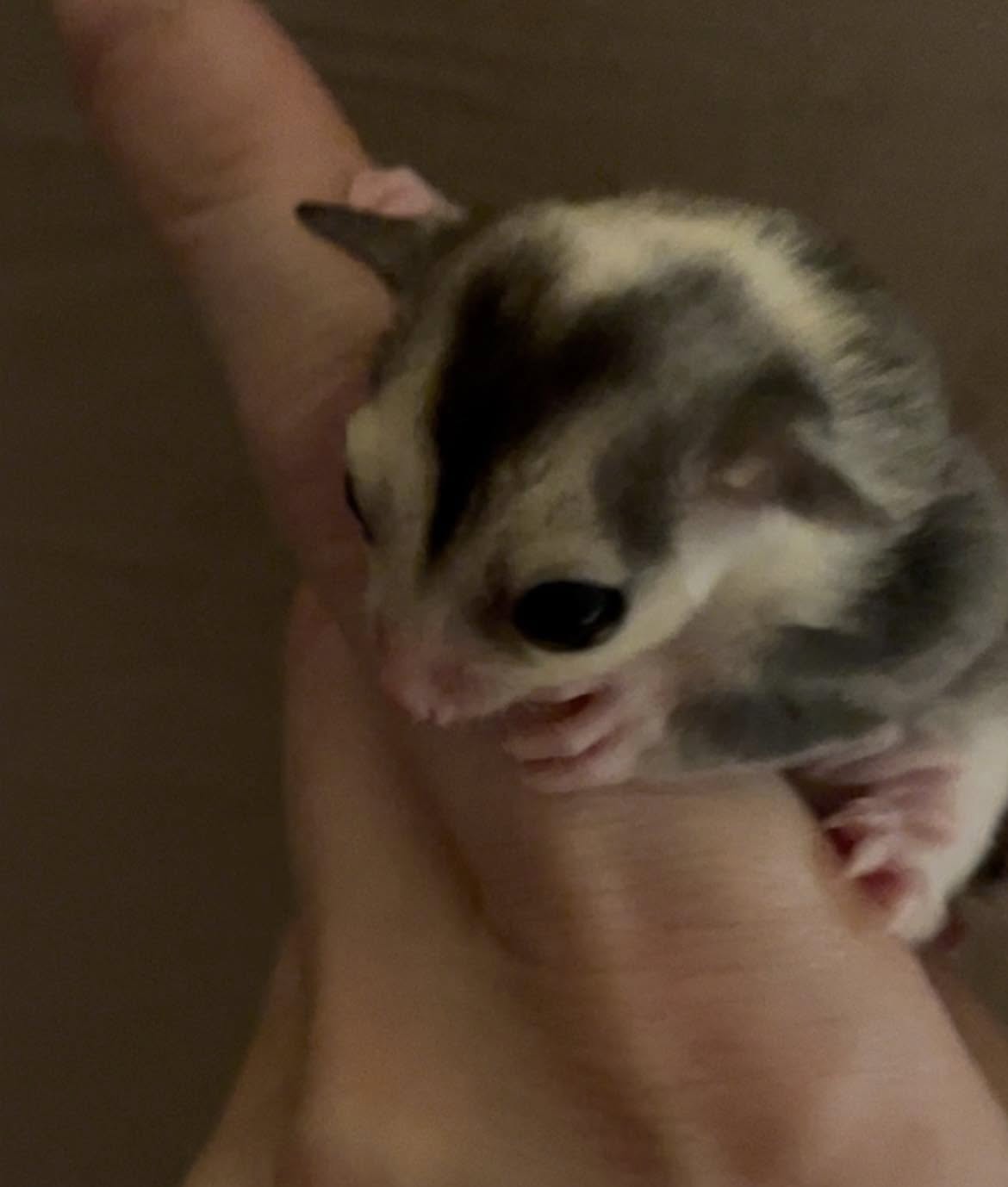Apple - Adult Female (Available)