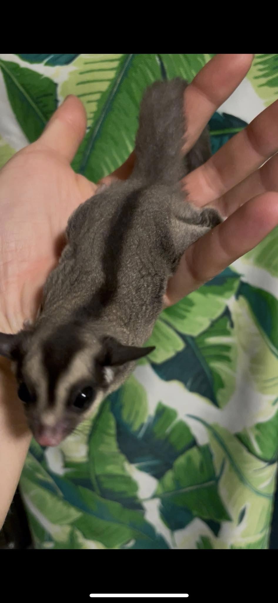 Aquarius - Adult Female (Available)
