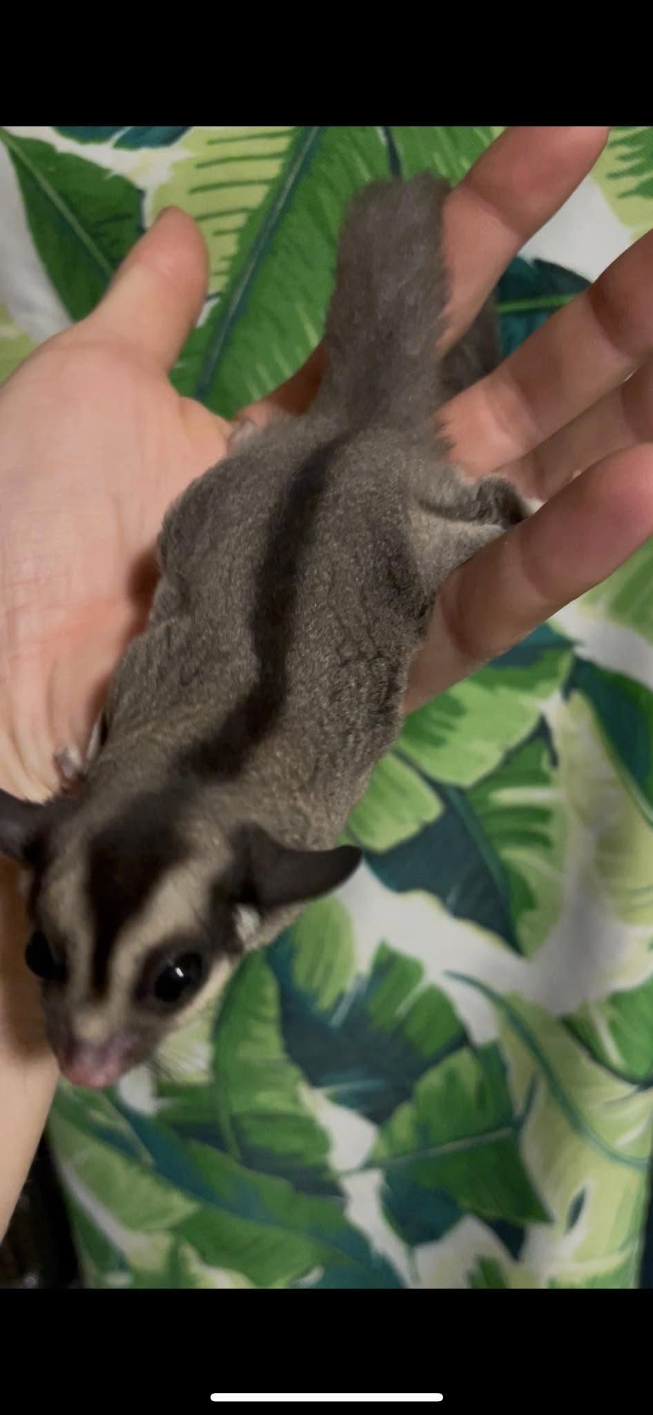 Aquarius - Adult Female (Available)