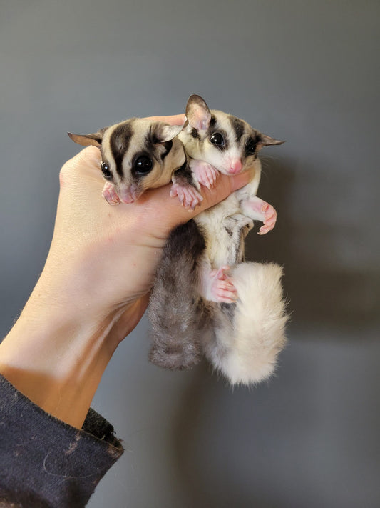 Jam - Adult Male (Available)