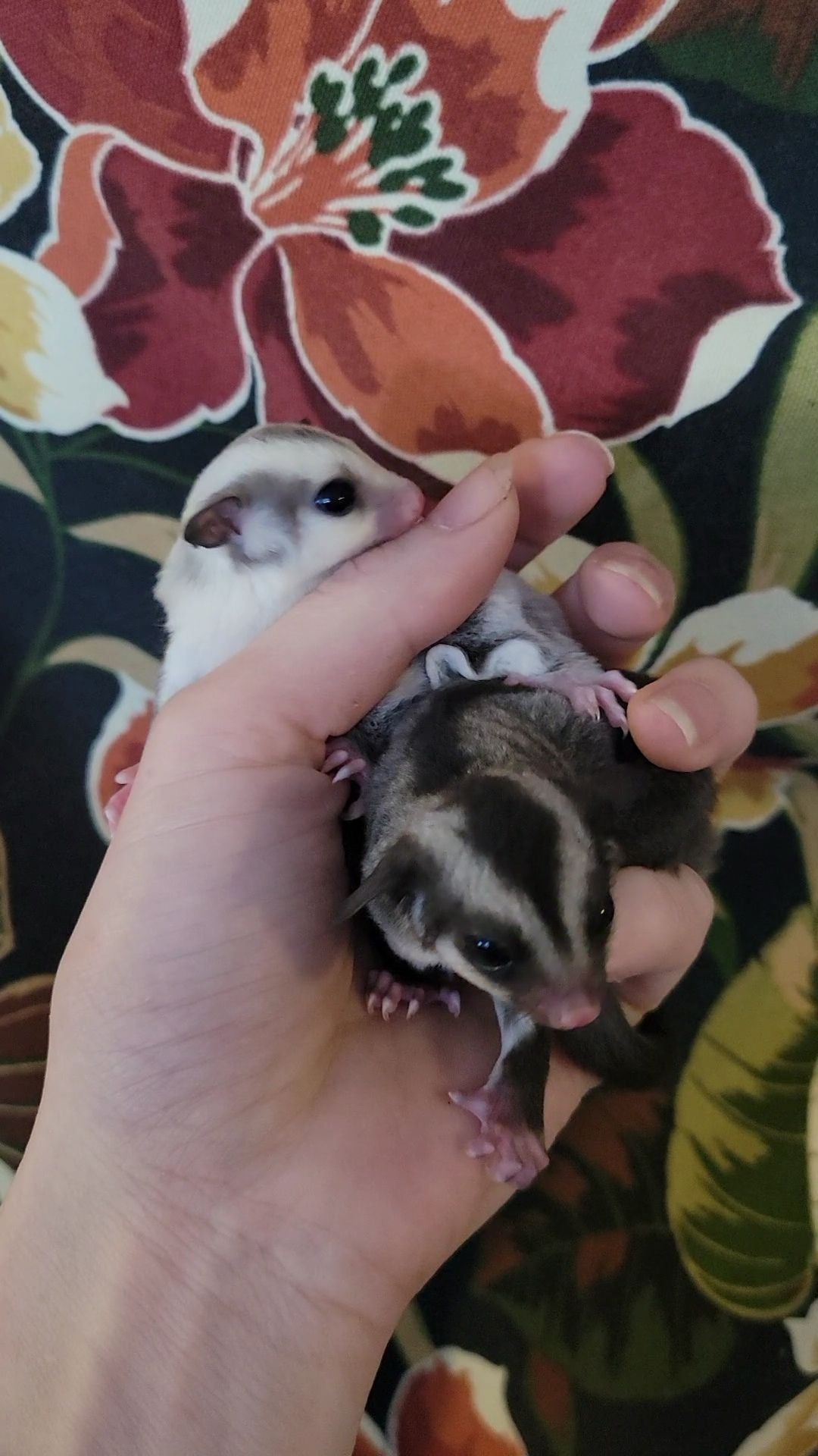 Black Currant - Adult Female (Available)