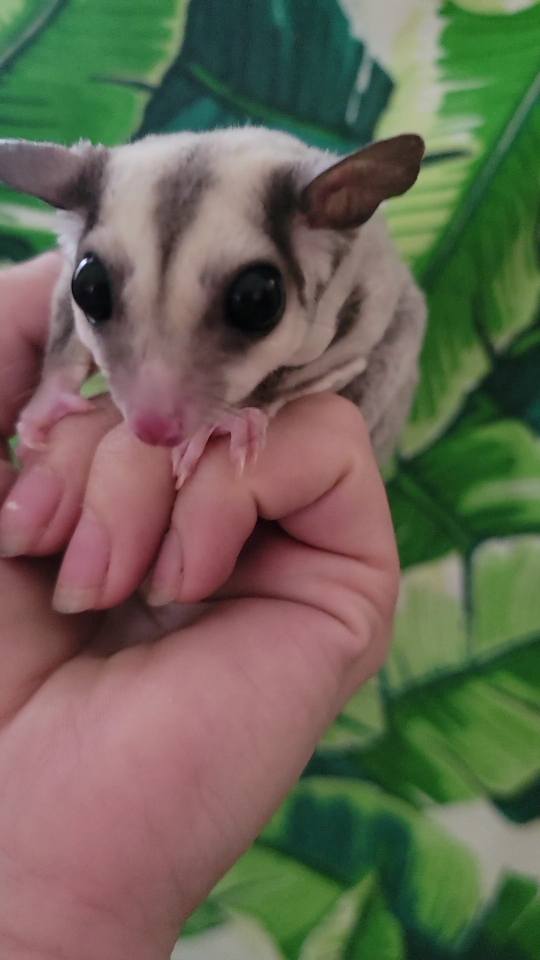 White Currant - Adult Female (Available)