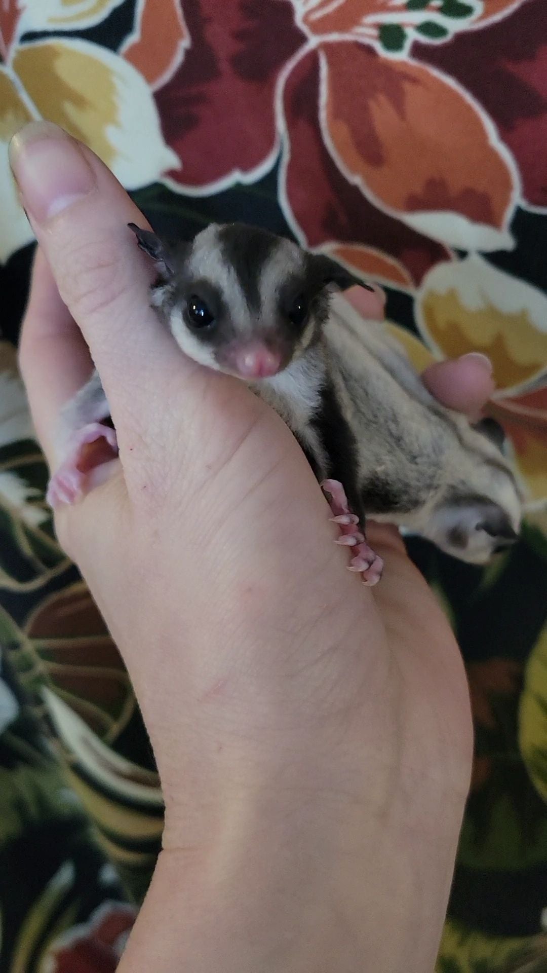 Black Currant - Adult Female (Available)