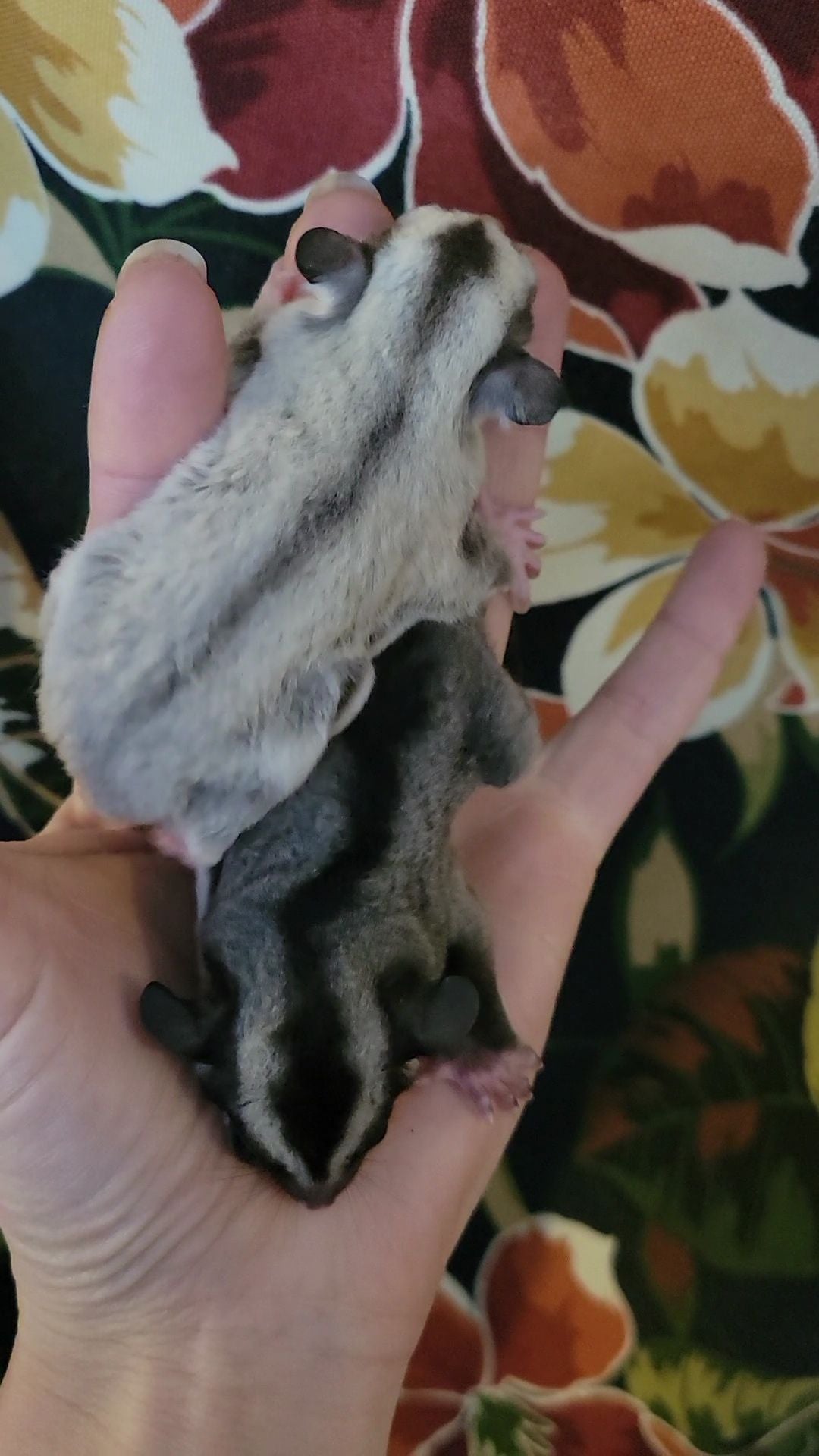 Black Currant - Adult Female (Available)