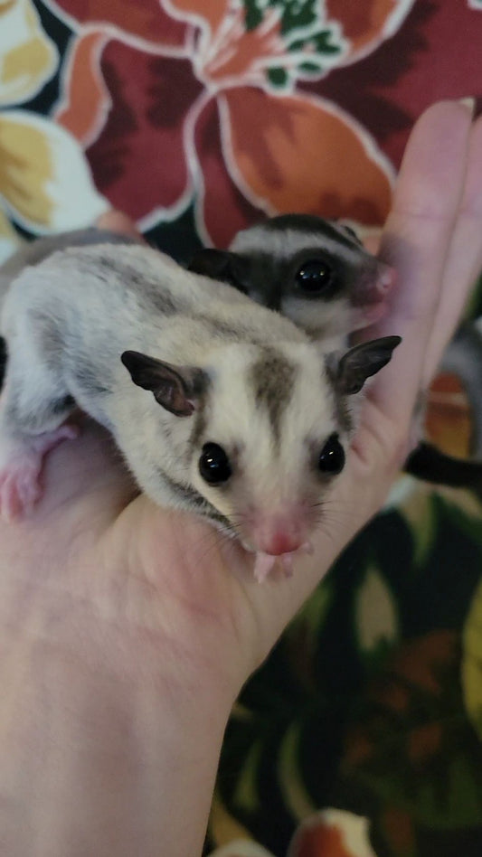 White Currant - Adult Female (Available)