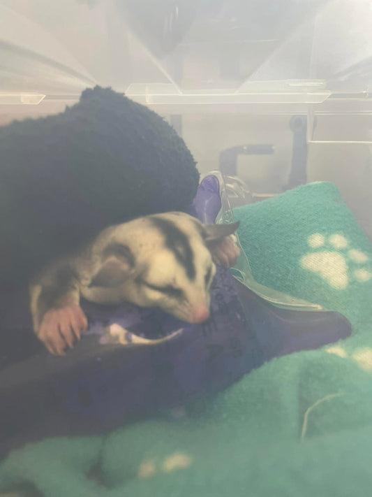 Blur - Adult Male (Available)