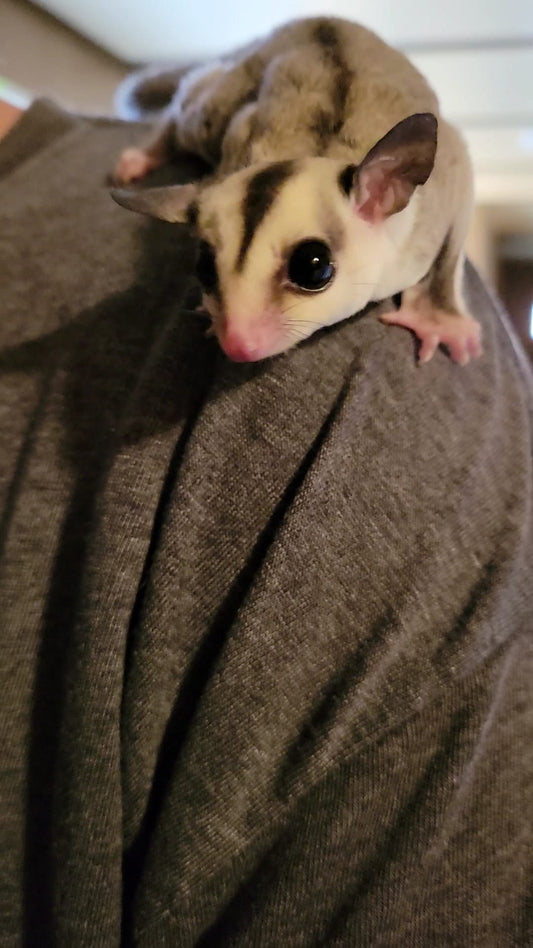 Buddy - Adult Male (Available)