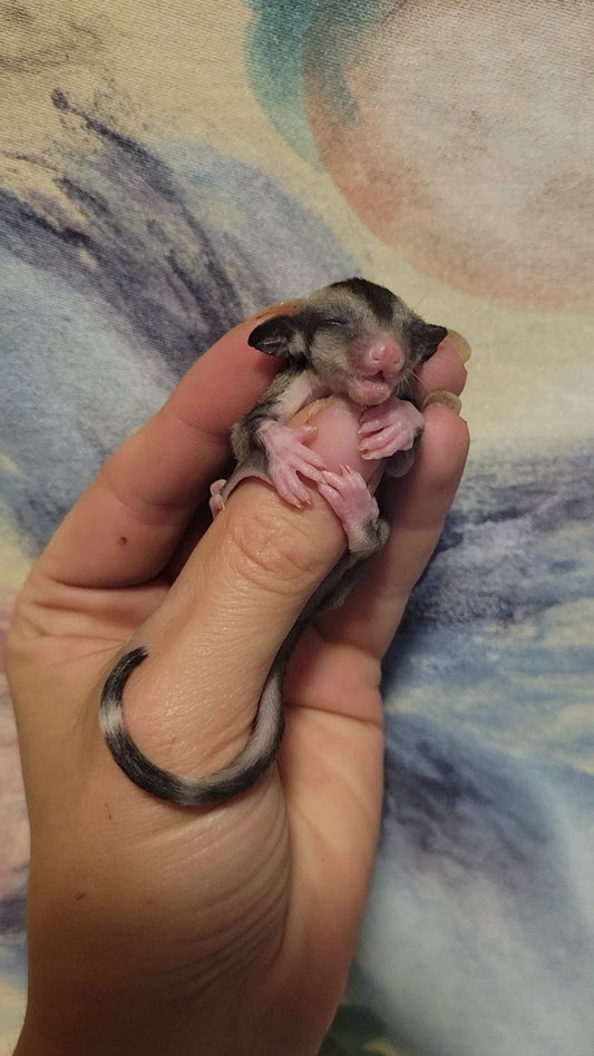 Canyon - Joey Female (Available)