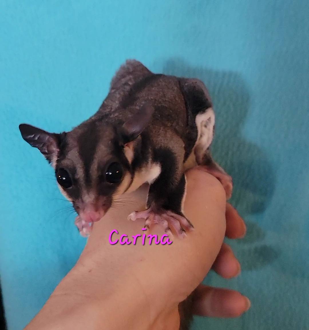 Carina - Adult Female (Available)