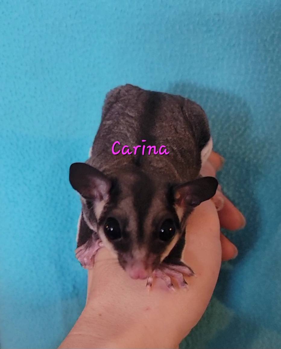 Carina - Adult Female (Available)