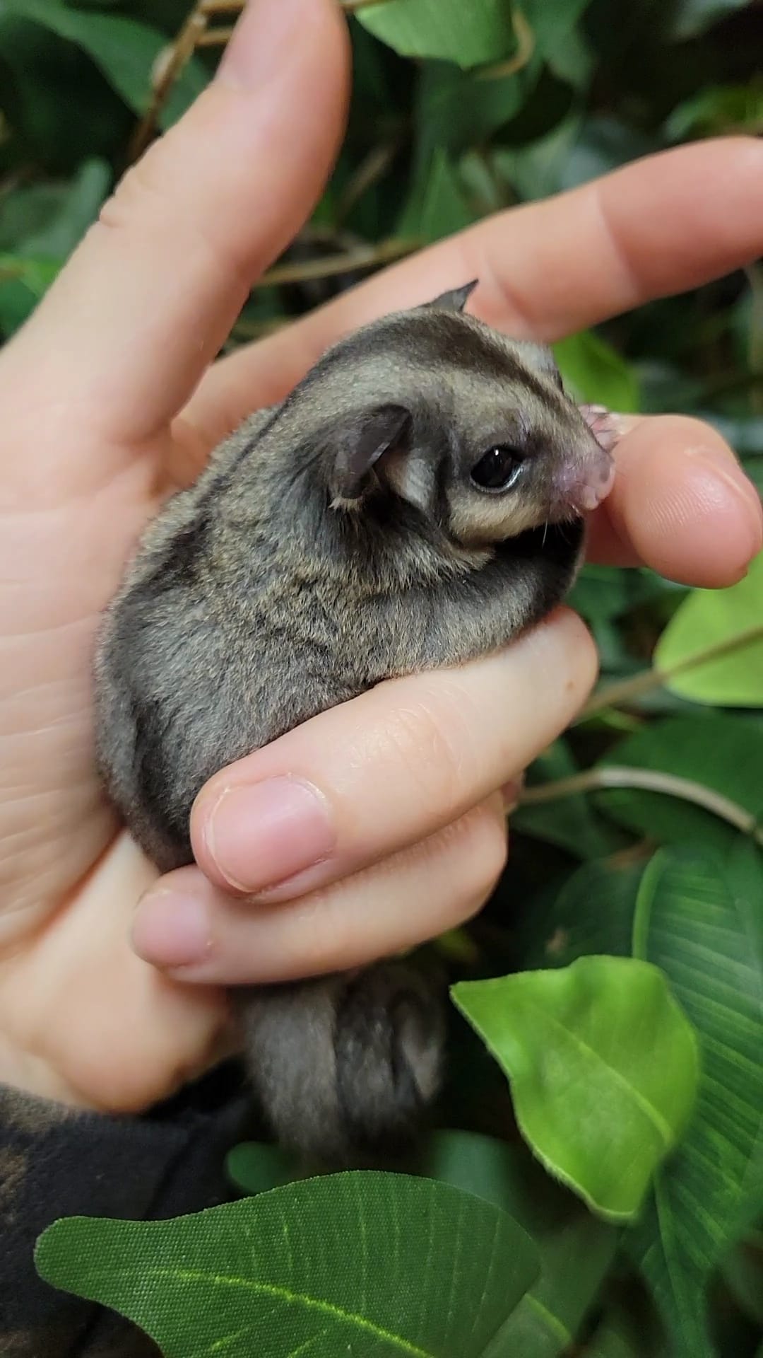 Carina - Adult Female (Available)