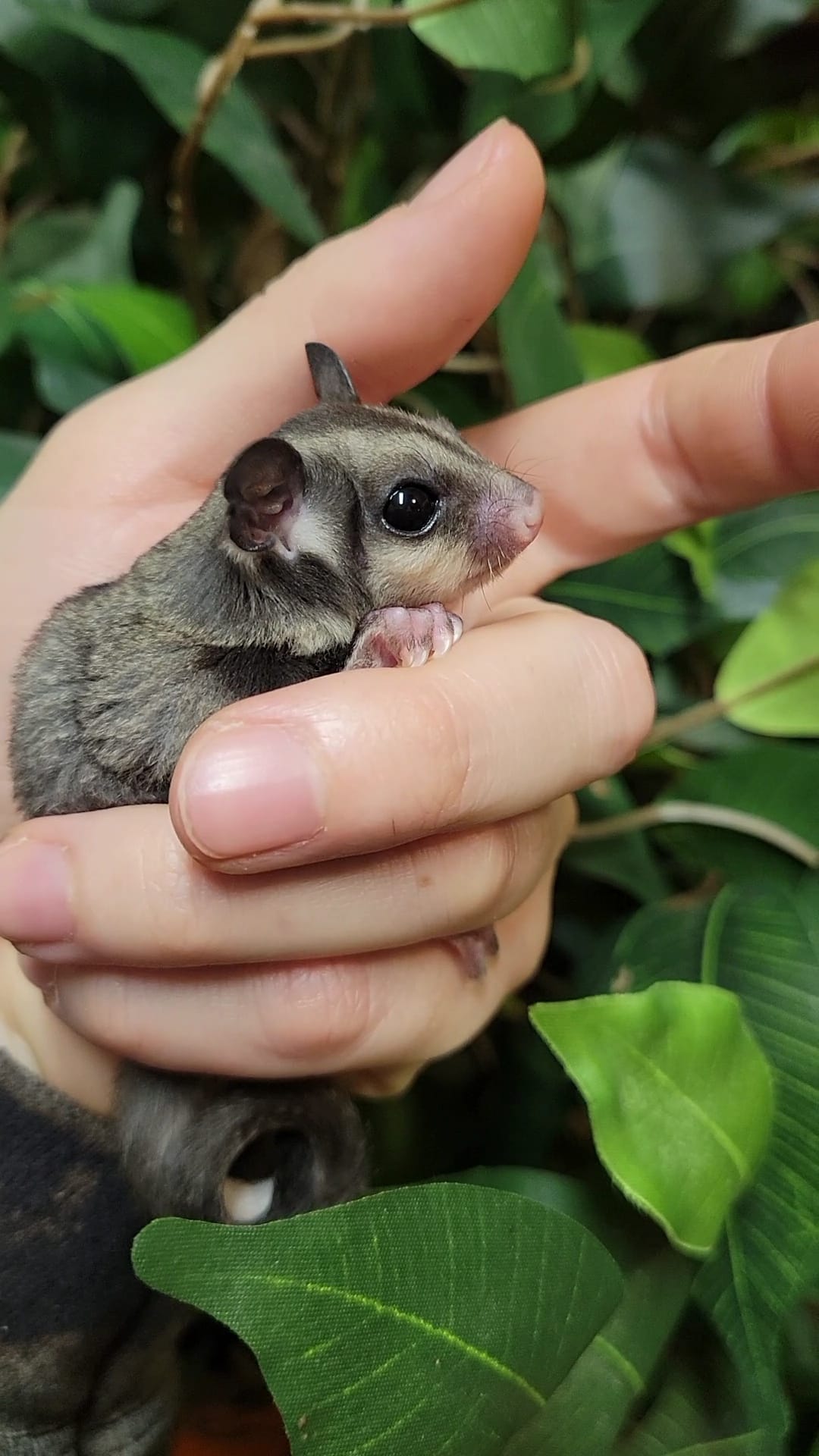 Carina - Adult Female (Available)