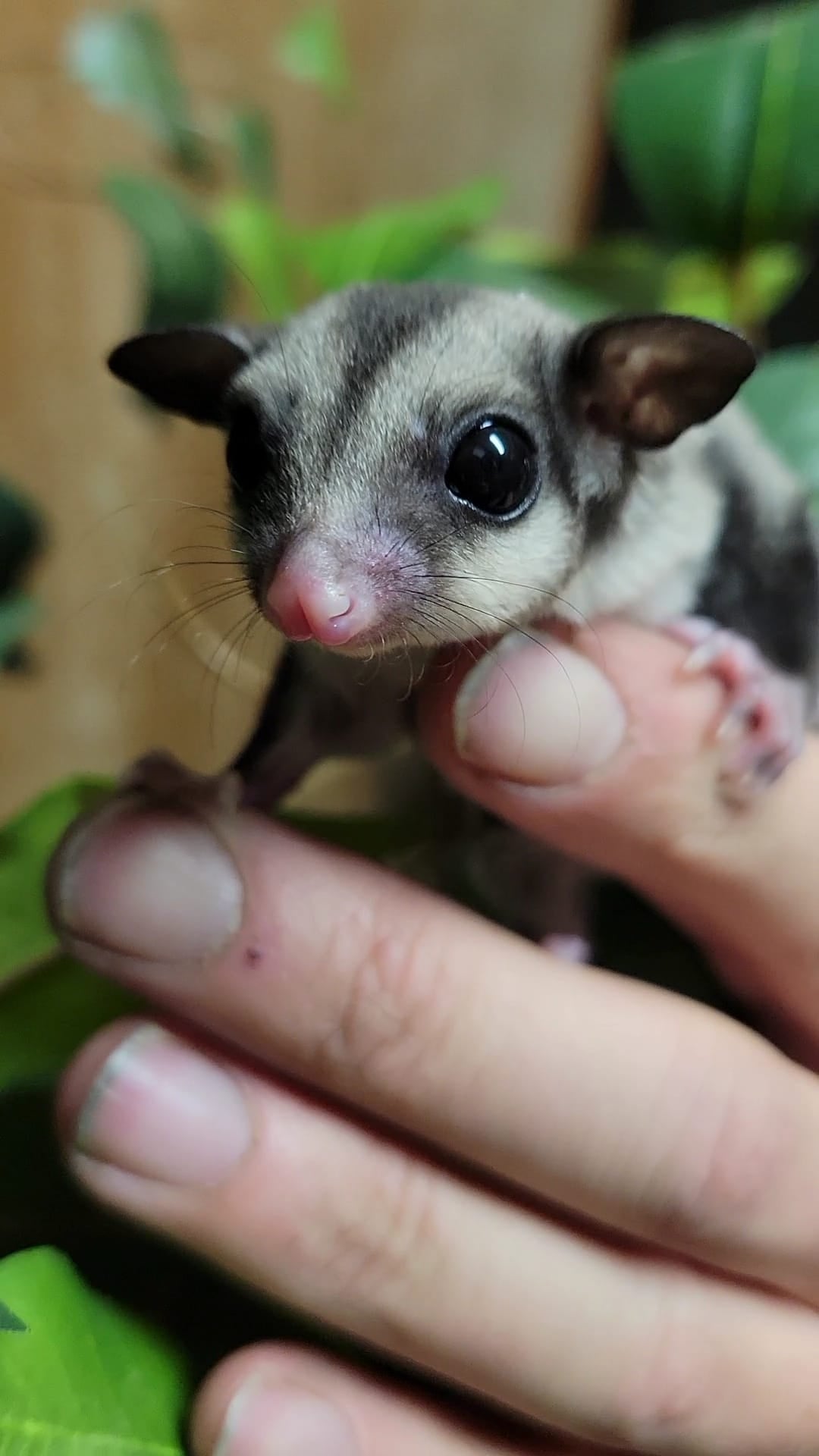 Carina - Adult Female (Available)