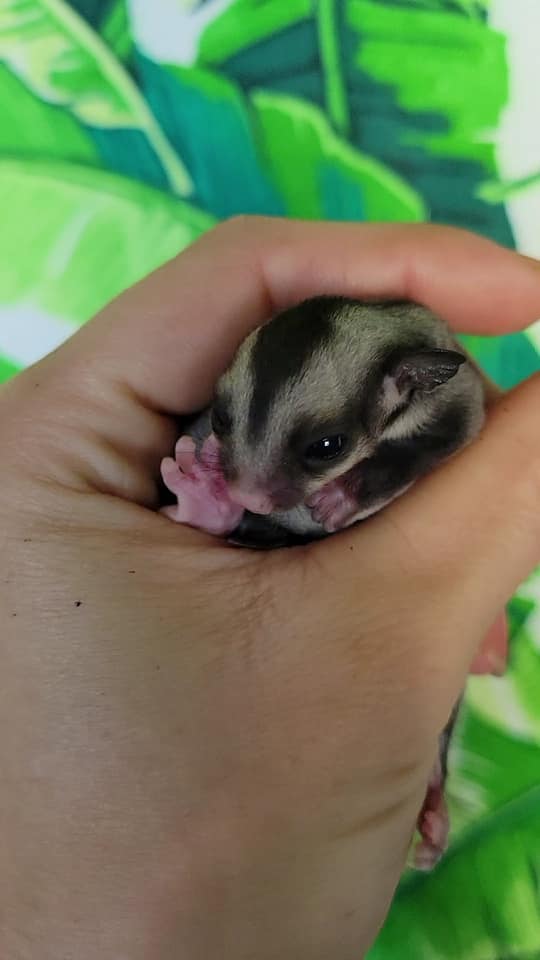 Icecream - Adult Male (Available)