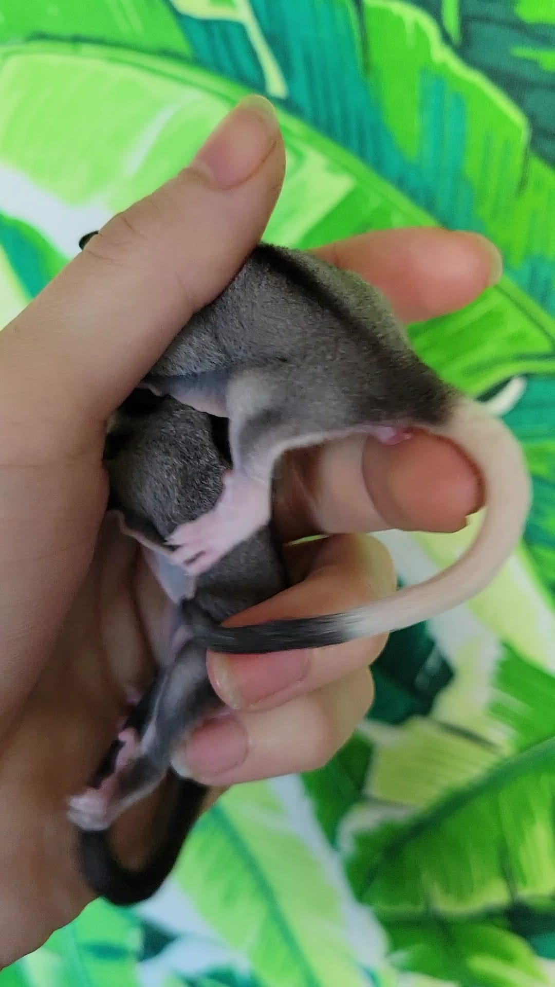 Icecream - Adult Male (Available)