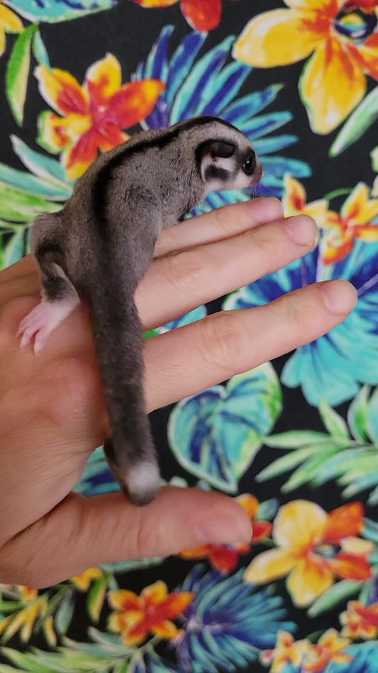 Cranberry - Adult Male (Available)