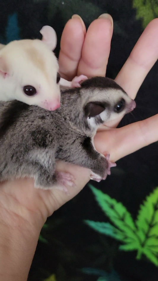 Cobbler - Joey Female (Available)